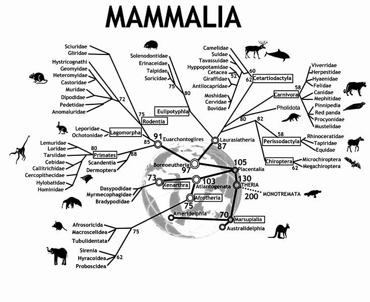 mammal evolution tree