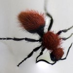 http://en.wikipedia.org/wiki/File:Velvet_Ant.jpg