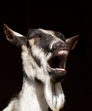 Aesop’s fable: The she-goats and their beards